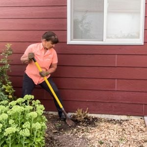 removing shrub roots