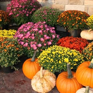 Fall, Autumn, pumpkins, gourds and colorful mums