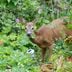 6 Ways To Keep Deer Out of Your Yard